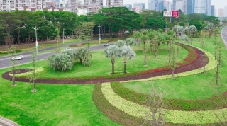 东莞大道绿化养护项目（南段）